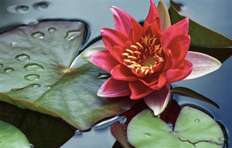 Wallpaper Flower Leaves Drops Pond Red Pond Nymphaeum Water Lily