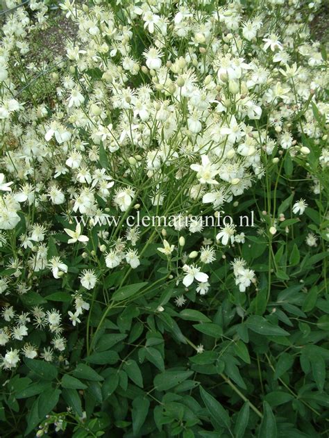 Check spelling or type a new query. recta