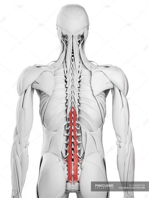 Male Anatomy Showing Multifidus Muscle Computer Illustration