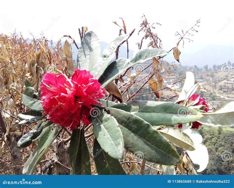 Nepal National Flower Stock Photo Image Of Nepal Colour 113865680