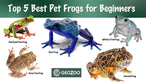 Top 5 Best Pet Frogs For Beginners Geozoo Care Guide