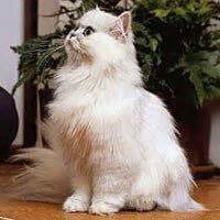 chinchilla cat breed information personality characteristics whiskas