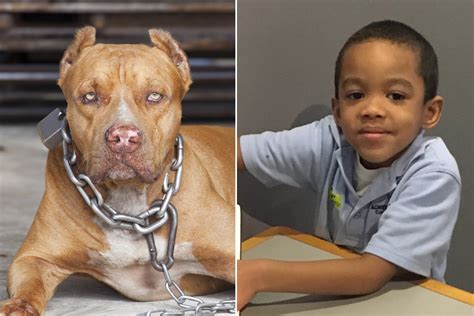 What Cities Have Banned Pit Bulls