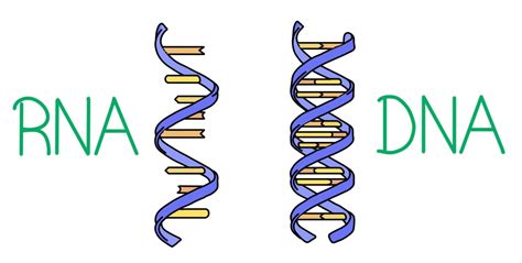 Pdf Difference Between Dna And Rna