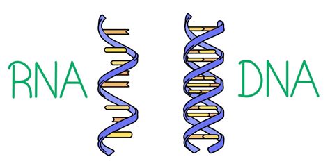 11 dna is the instructions for making what? DNA vs. RNA — Differences & Similarities - Expii