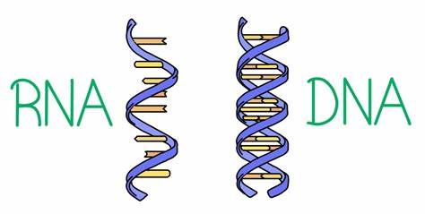 ما هو الفرق بين ال DNA و RNA؟