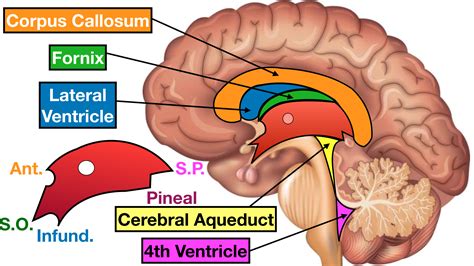 Ventricles Of The Brain Labeled Anatomy Function Csf Flow