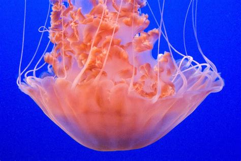 Free Images Petal Orange Jellyfish Blue Coral Invertebrate