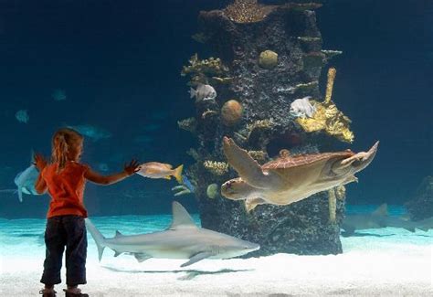 The aquarium holds 1,000,000 gallons of water where thousands of animals from all over the world provide quite a show. Newport Aquarium - Picture of Cincinnati, Ohio - Tripadvisor