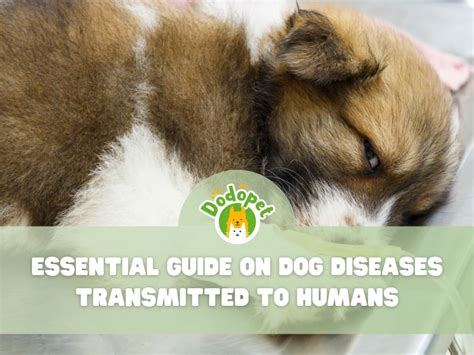 Essential Guide On Dog Diseases Transmitted To Humans