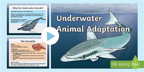 Ks2 Underwater Animal Adaptations Powerpoint Twinkl