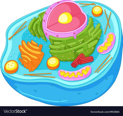 Animal Cell Diagram Clipart 10 Free Cliparts Download Images On