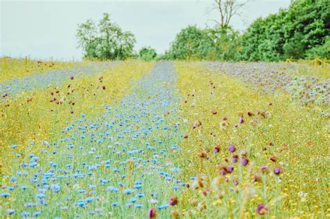 Flower Field Of Dreams Mayfield Lavender Farm Banstead England ♥