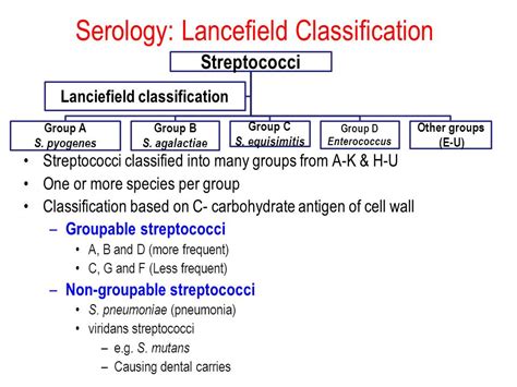Classification Of Streptococcus