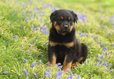 We treat your dog like they are a member of our family. German Rottweiler Puppies For Sale Near Me | PETSIDI