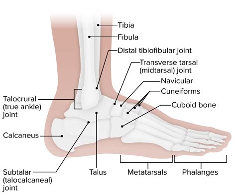 Injections For Ankle Osteoarthritis OA Steroid Injections For Ankle