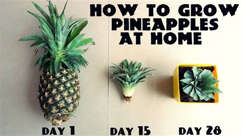 Growing A Pineapple In Water From A Pineapple Top Growing Pineapple