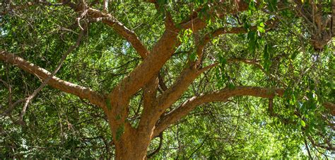 Three Favorite Northern Virginia Shade Trees