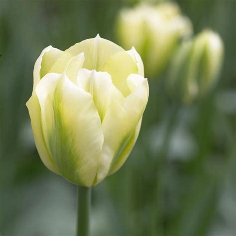 Also known as salt and pepper, this flower blooms every year from an. Top Tulips that Come Back Every Year | Spring green ...