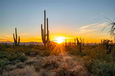 11 Fascinating Facts About Saguaro National Park Youll Love