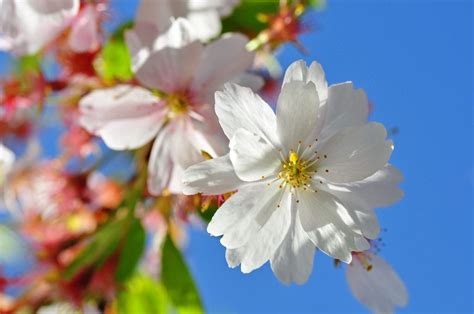 What Are Flowering Cherry Trees Tips On Growing Ornamental Cherries