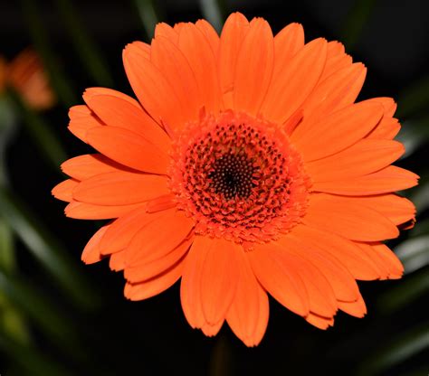 Gerbera Fleur Orange Photo Gratuite Sur Pixabay Pixabay