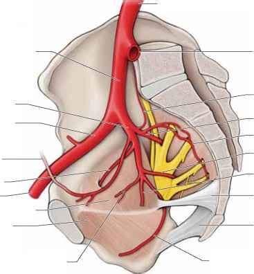 Sinoatrial nodal branch of right coronary artery. Branches Of The Internal Iliac Artery - Anatomy