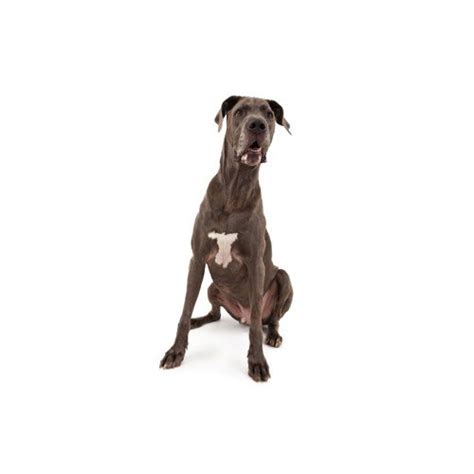 Puppyfinder.com is your source for finding an ideal great dane puppy for sale in usa. Great Dane Puppies For Sale | Breed Info | Atlanta, GA