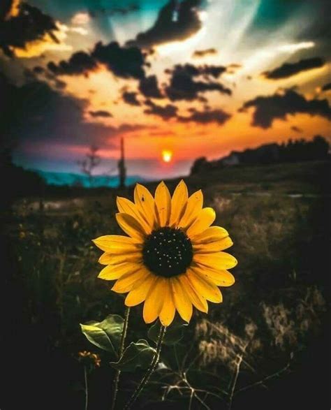 Get 32 Fondo De Pantalla Imagenes De Girasoles Con Frases