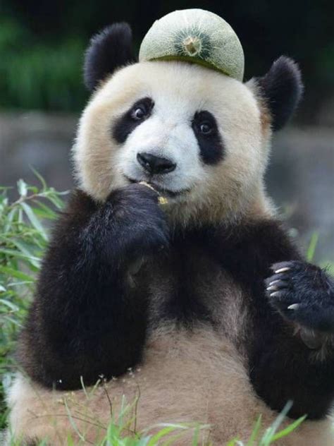 Silly Billy Thats Not A Hat Super Cute Animals Cute Funny Animals