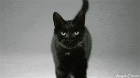 Black Cats Superstition Uk Funny Cats