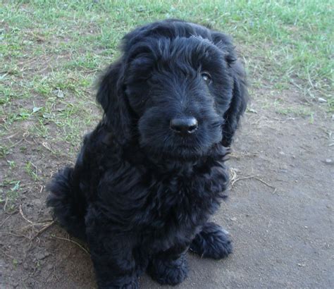 Toy poodle puppies for sale. Puppies - Irish Doodle & Goldendoodle Puppies For Sale ...