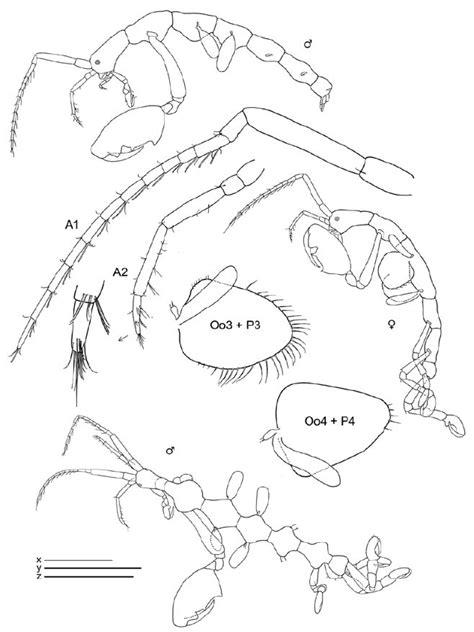 Hemiaegina Minuta Male Lateral Dorsal View And Antenna Female