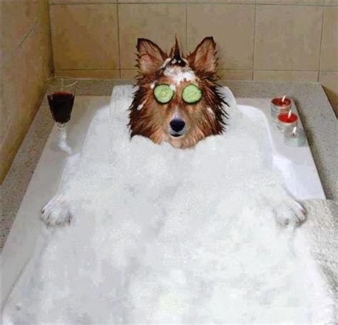 11 Dogs Who Are Totally Cool With Being Single This Valentines Day