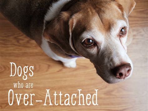 Helping Dogs Who Are Too Attached To Their Owners Pethelpful