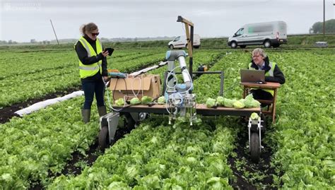 Machine Learning Helps Robot Harvest Lettuce For The First