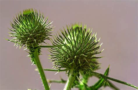 7 Types Of Burrs And How To Remove Them From Your Lawn