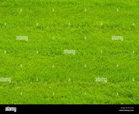 Lawn With Mowing Lines In The Grass Stock Photo Alamy