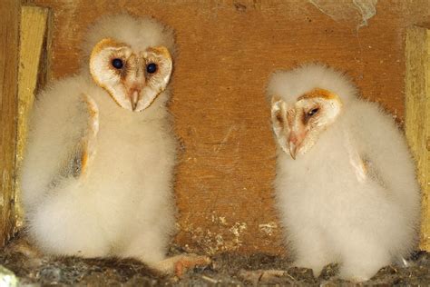 67 Barn Owl Chicks Tyto Alba 2072018 Barn Owl Tyto A Flickr