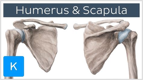Humerus And Scapula Anatomy Definition Ligaments Bones Kenhub