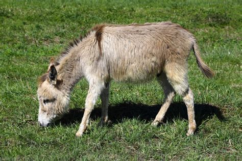Little Donkey Eating Grass On Green Meadow Stock Photo Image Of