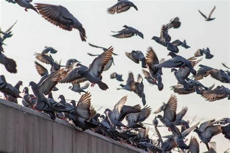 Goodwin Environmental How Dangerous Are Pigeon Droppings