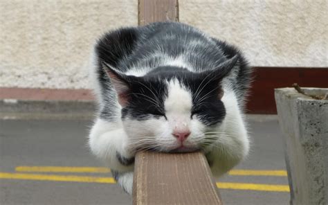 Gymnastics Kitty Takes A Nap In The Middle Of Balance Beam Routine