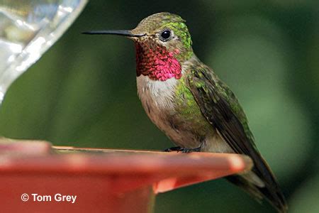 Eight species found in ohio have been introduced to north america. Feeding and watching birds in Nevada