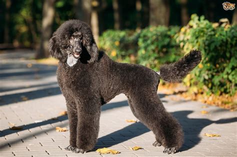Standard Poodle Dog Breed Facts Highlights And Buying Advice Pets4homes