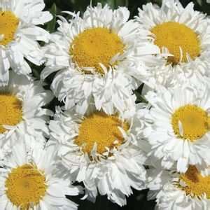 Leucanthemum 'freak' from www.gardensplendor.com is a wonderful addition to the shasta daisy line of perennials. Top 10 for 2014 - Perennial Gardening