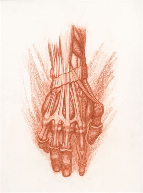 Anatomical Hand Study By Michael Hensley Human Anatomy Art Anatomy
