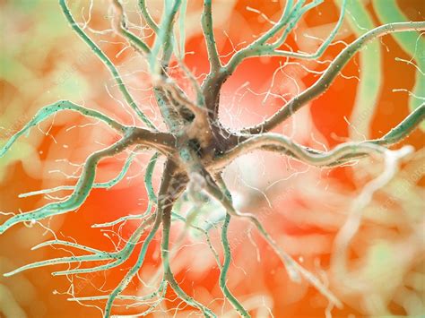 Human Nerve Cell Illustration Stock Image F0294716 Science