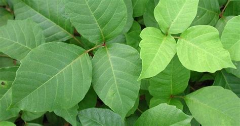 Its Poison Ivy Season What You Need To Know Gardening Dallas News
