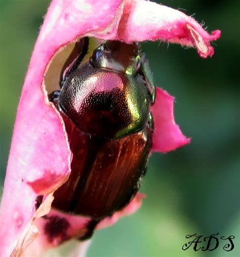 Japanese Beetle Eating Rose By Coatlique On Deviantart